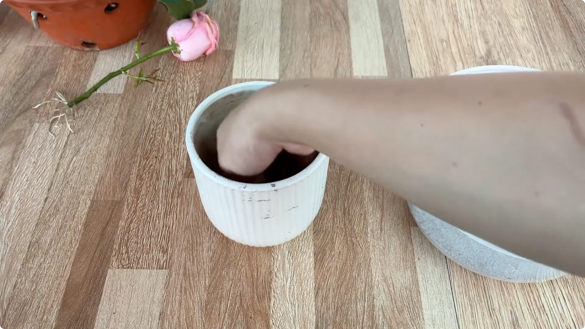 The Simple Method That Surprised Me When Propagating Roses screenshot 16