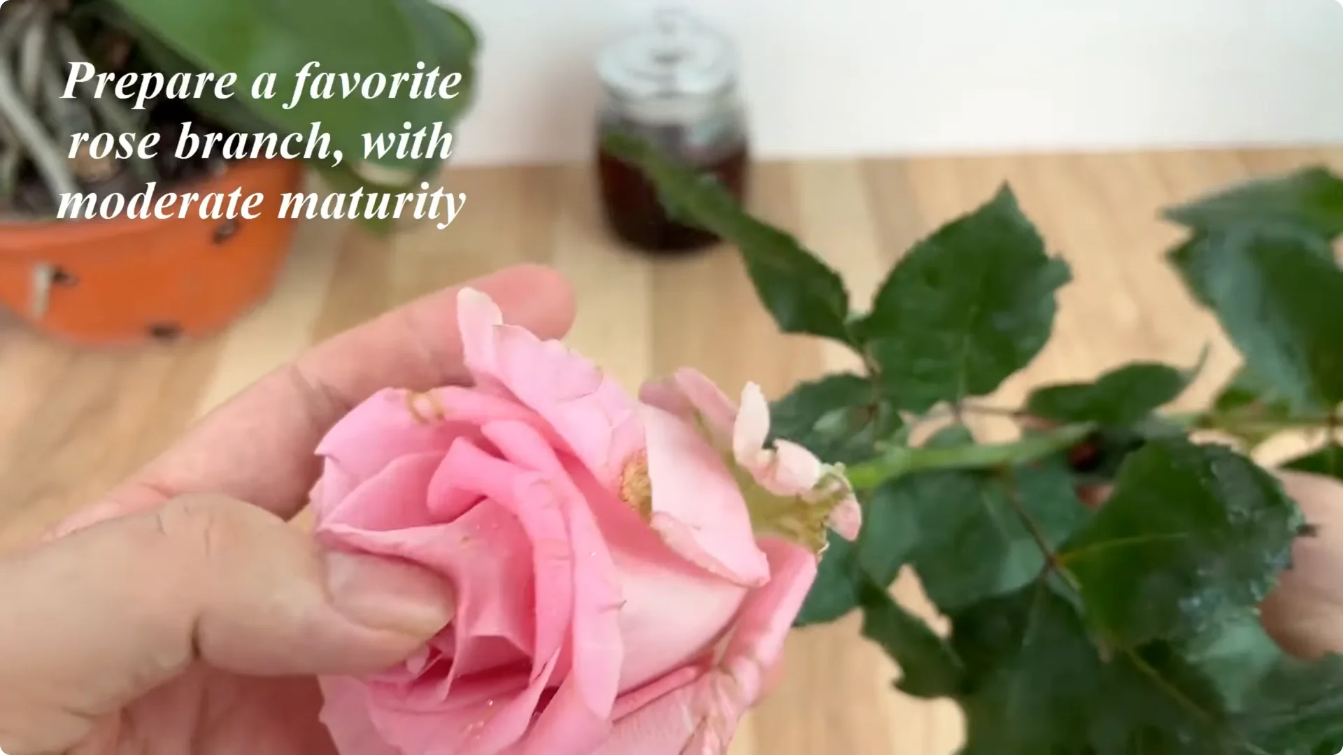 The Simple Method That Surprised Me When Propagating Roses screenshot 3