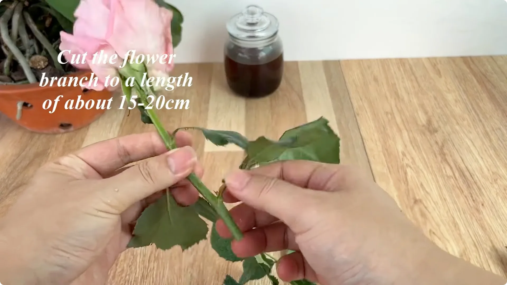 The Simple Method That Surprised Me When Propagating Roses screenshot 4