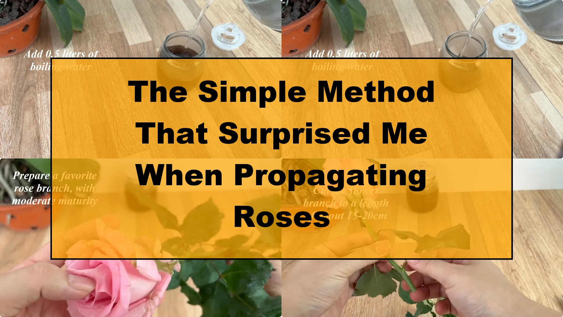 The Simple Method That Surprised Me When Propagating Roses - Featured Image