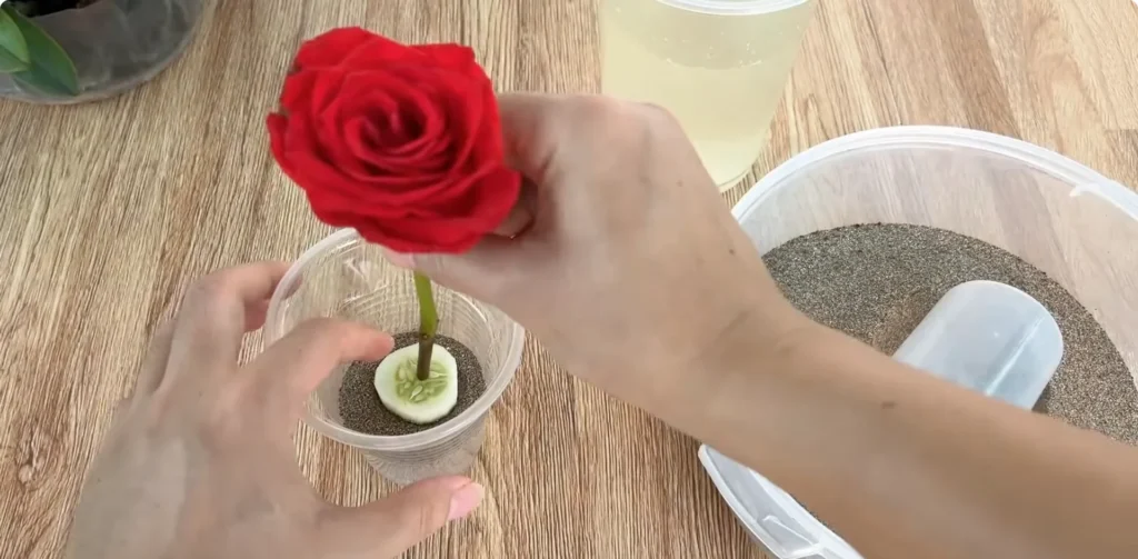 The Simple Rose Propagation Trick Few Gardeners Use screenshot 1