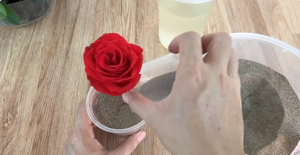 The Simple Rose Propagation Trick Few Gardeners Use screenshot 19
