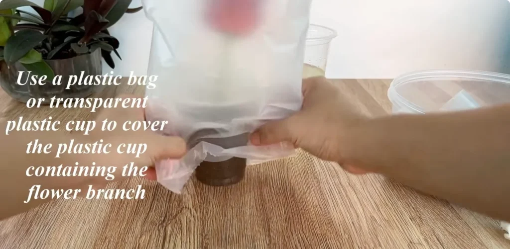 The Simple Rose Propagation Trick Few Gardeners Use screenshot 21