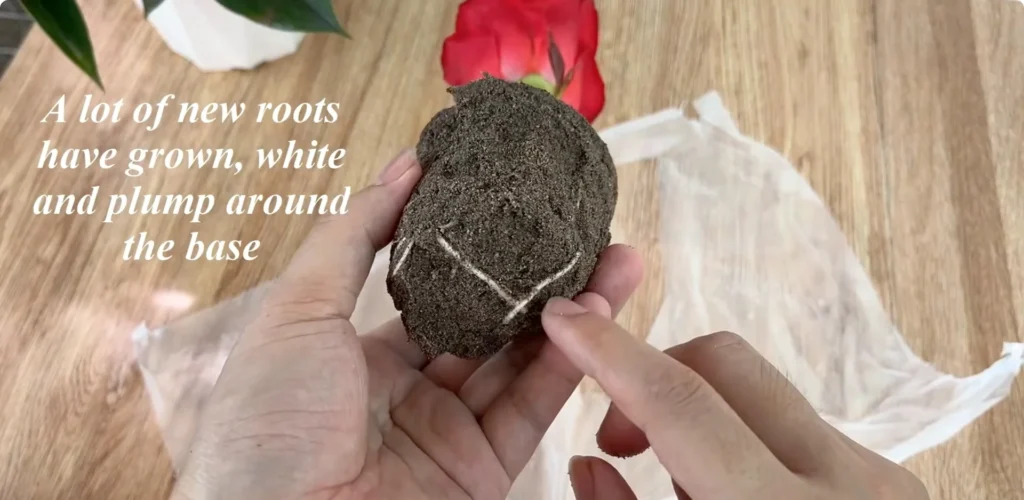 The Simple Rose Propagation Trick Few Gardeners Use screenshot 24