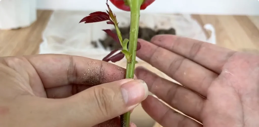 The Simple Rose Propagation Trick Few Gardeners Use screenshot 25
