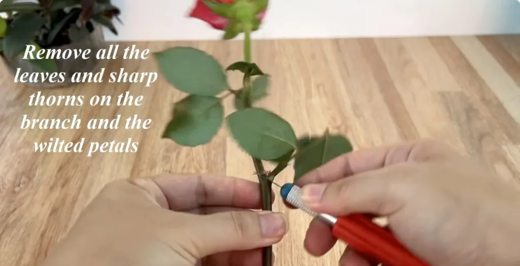The Simple Rose Propagation Trick Few Gardeners Use screenshot 3
