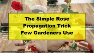 The Simple Rose Propagation Trick Few Gardeners Use - Featured Image