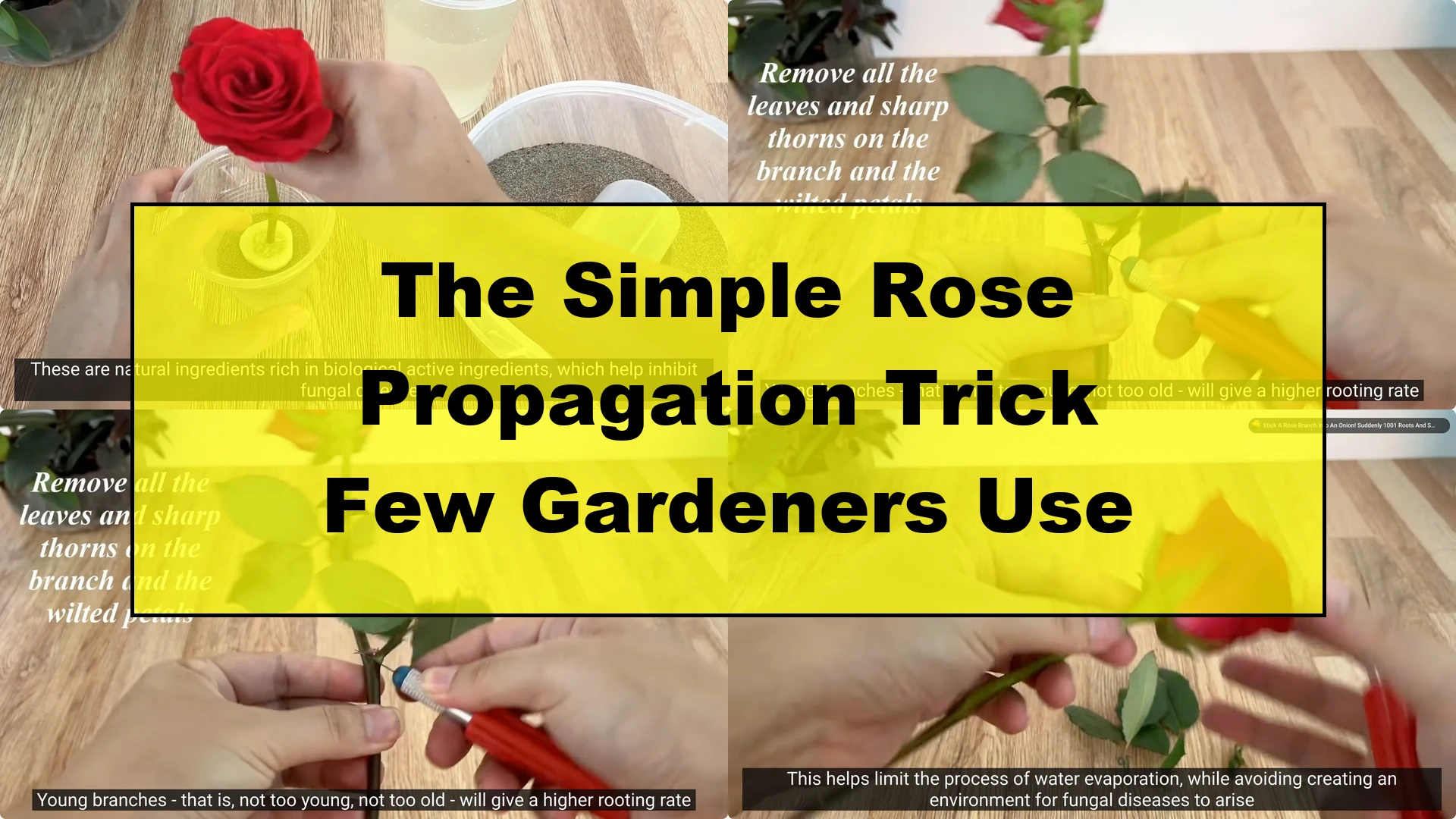 The Simple Rose Propagation Trick Few Gardeners Use - Featured Image
