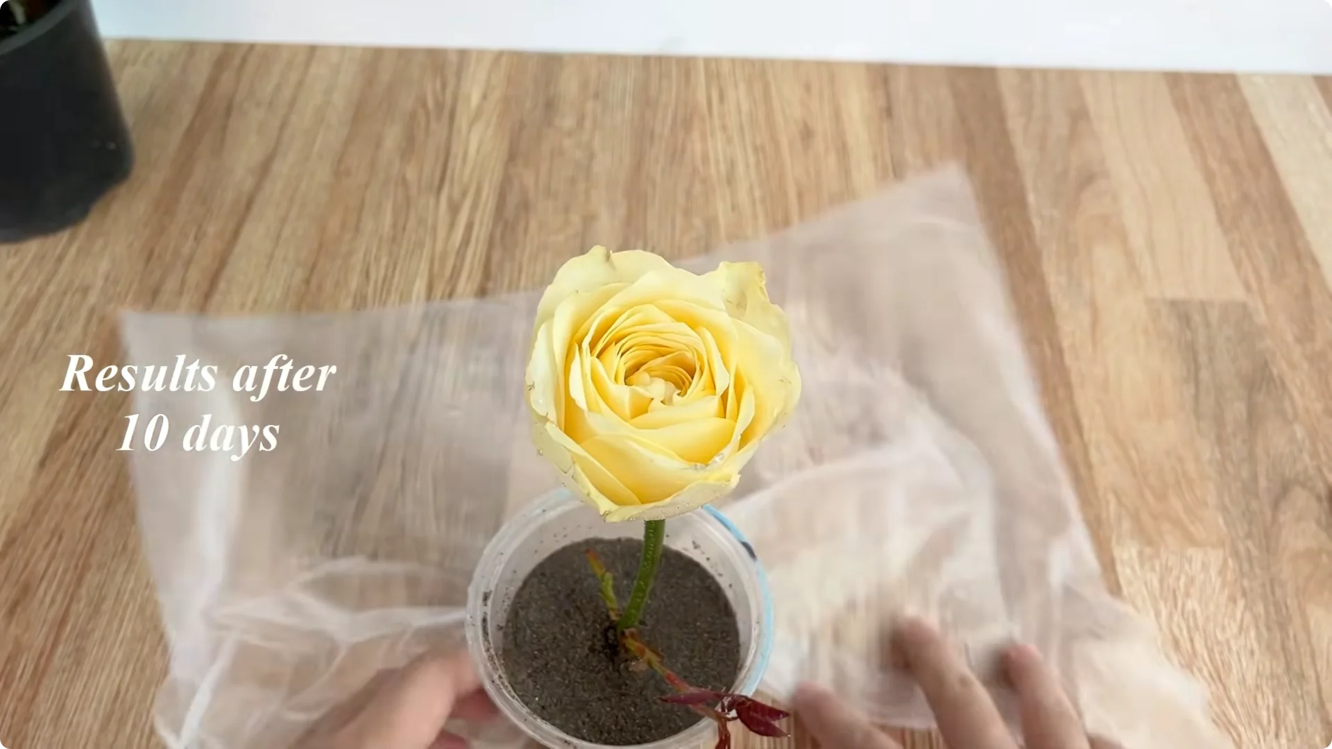 The Simple Secret Behind Propagating Any Rose Variety screenshot 16