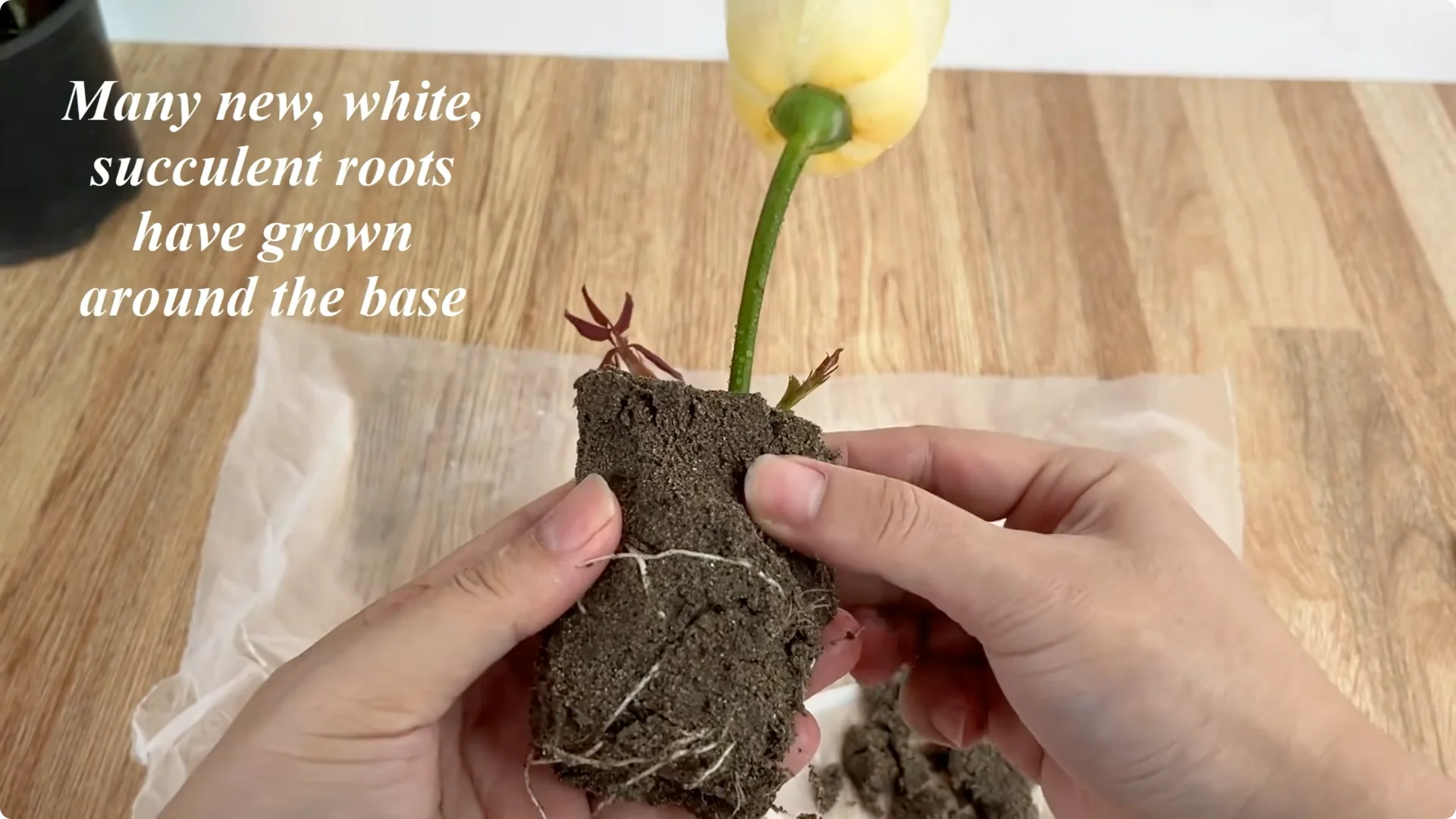 The Simple Secret Behind Propagating Any Rose Variety screenshot 17