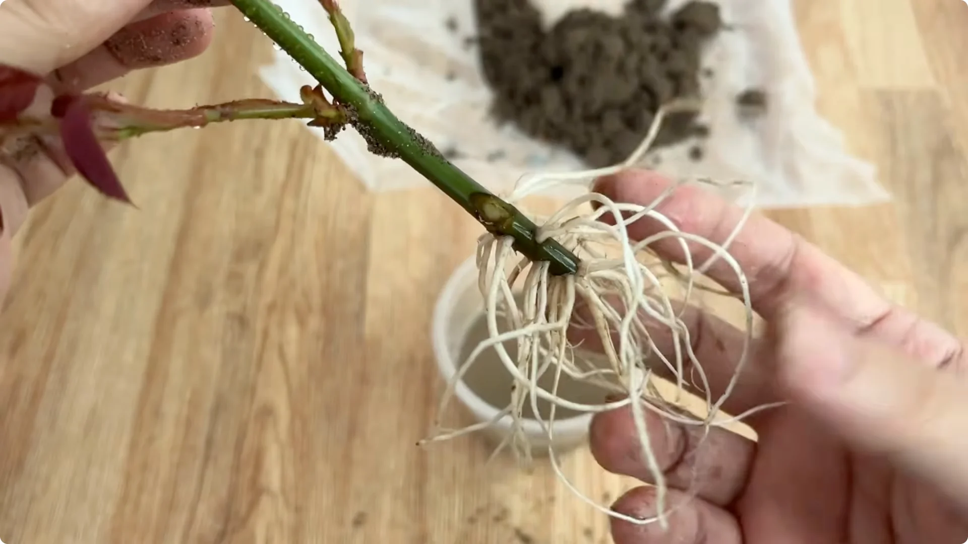 The Simple Secret Behind Propagating Any Rose Variety screenshot 18