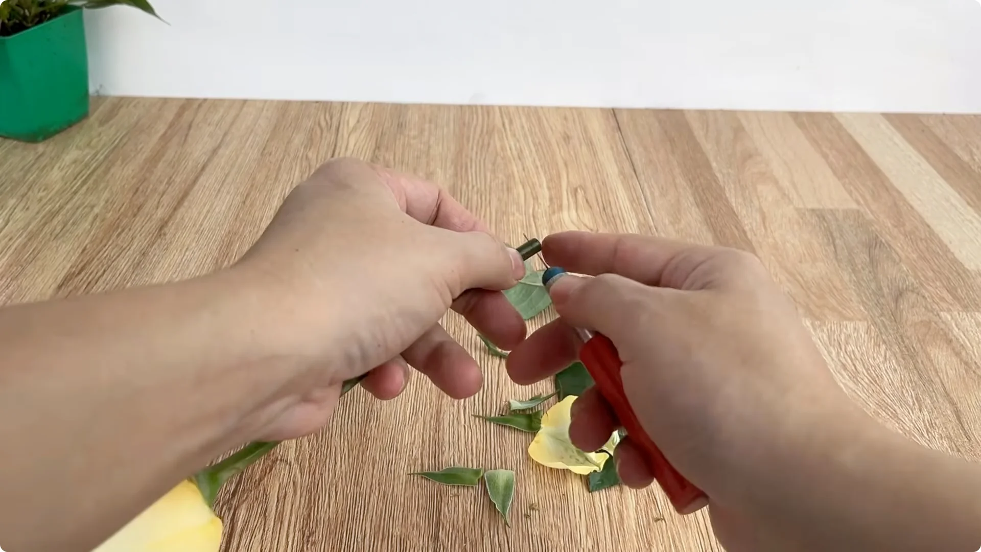 The Simple Secret Behind Propagating Any Rose Variety screenshot 3