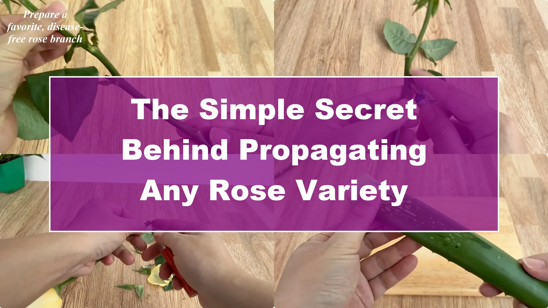 The Simple Secret Behind Propagating Any Rose Variety - Featured Image