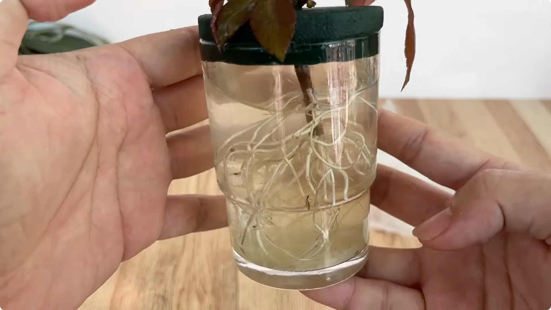 The Simple Trick That Surprised Me When Propagating Roses screenshot 5