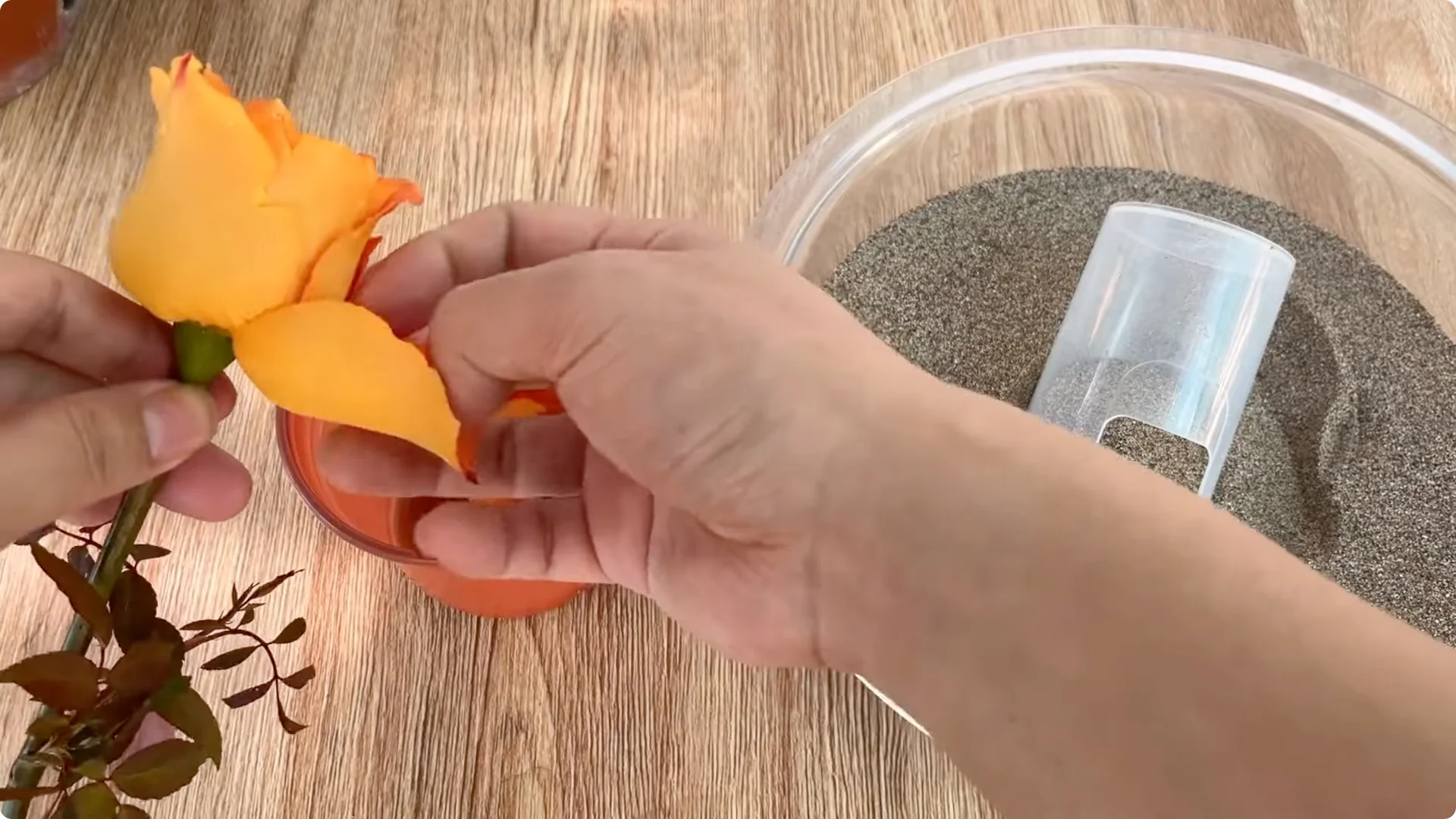 The Simple Trick That Surprised Me When Propagating Roses screenshot 6