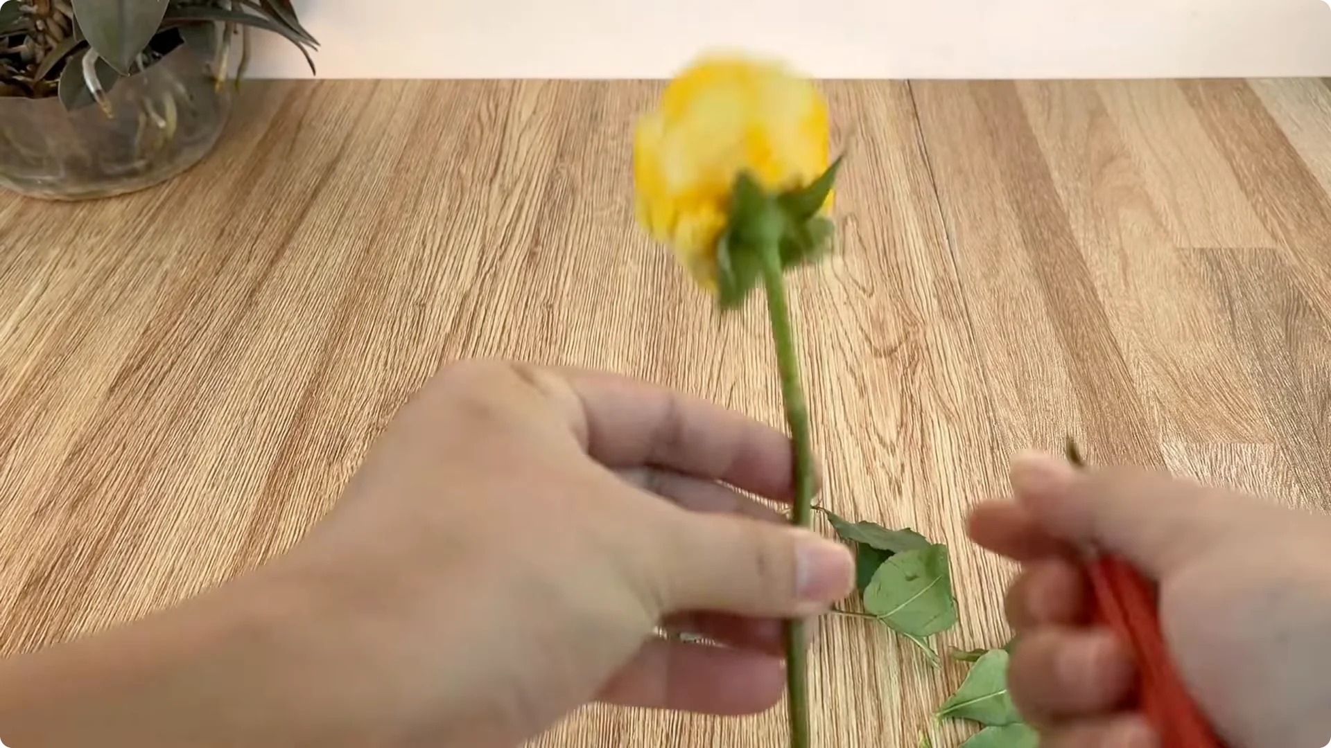 The Surprising Aloe Vera Trick Most Rose Growers Miss screenshot 1