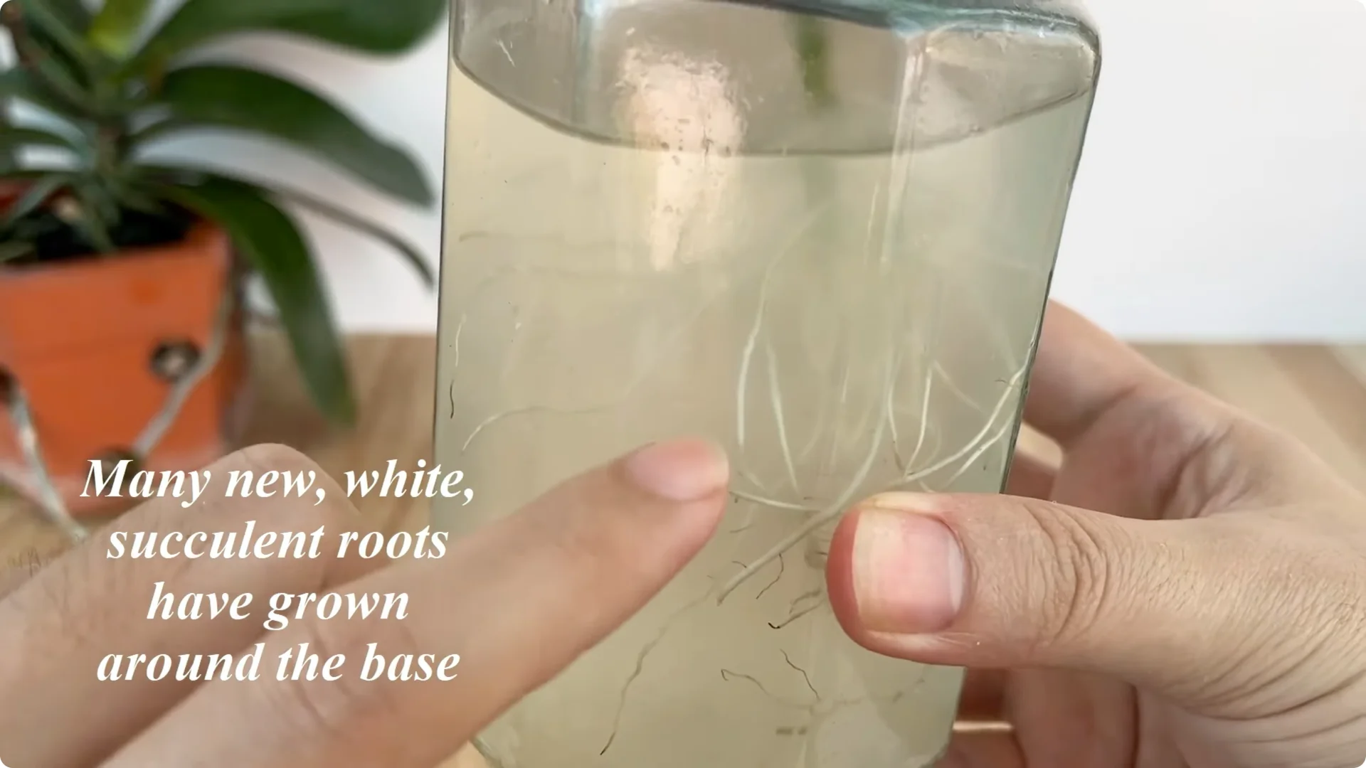 The Surprising Aloe Vera Trick Most Rose Growers Miss screenshot 6