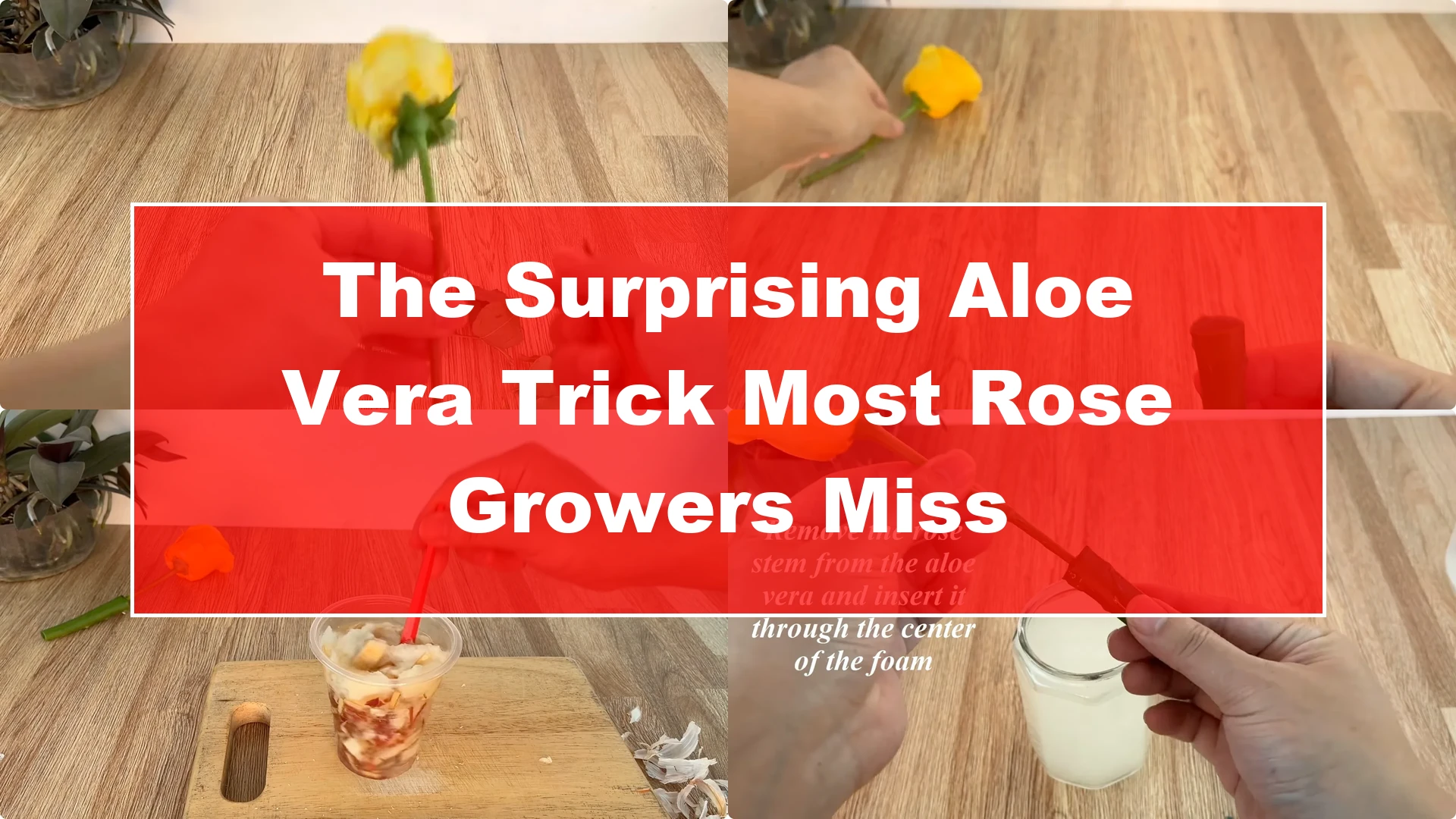 The Surprising Aloe Vera Trick Most Rose Growers Miss - Featured Image