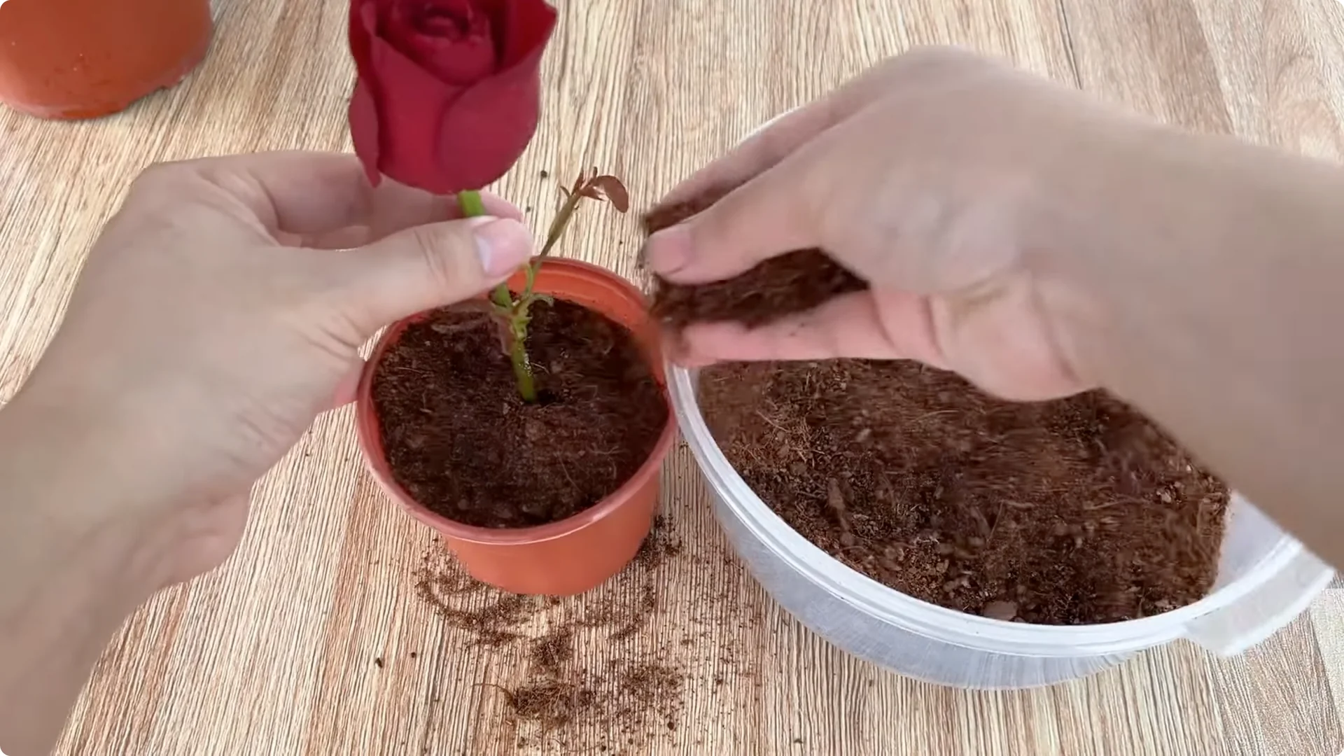 The Surprising Method to Propagate Roses Easily screenshot 11