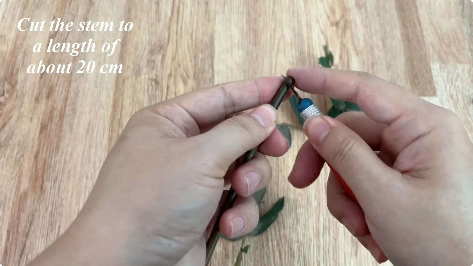 The Surprising Method to Propagate Roses Easily screenshot 2
