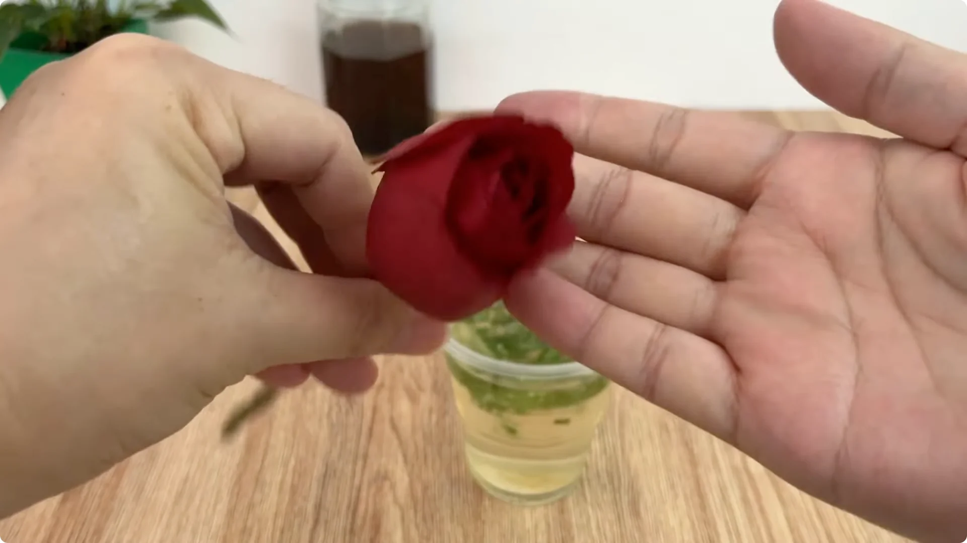 The Surprising Method to Propagate Roses Easily screenshot 3