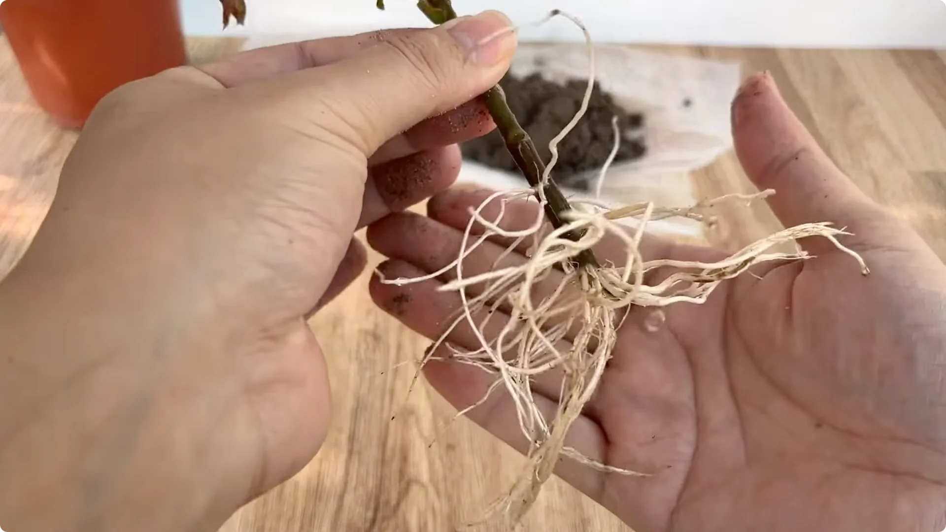 The Surprising Method to Propagate Roses Easily screenshot 9