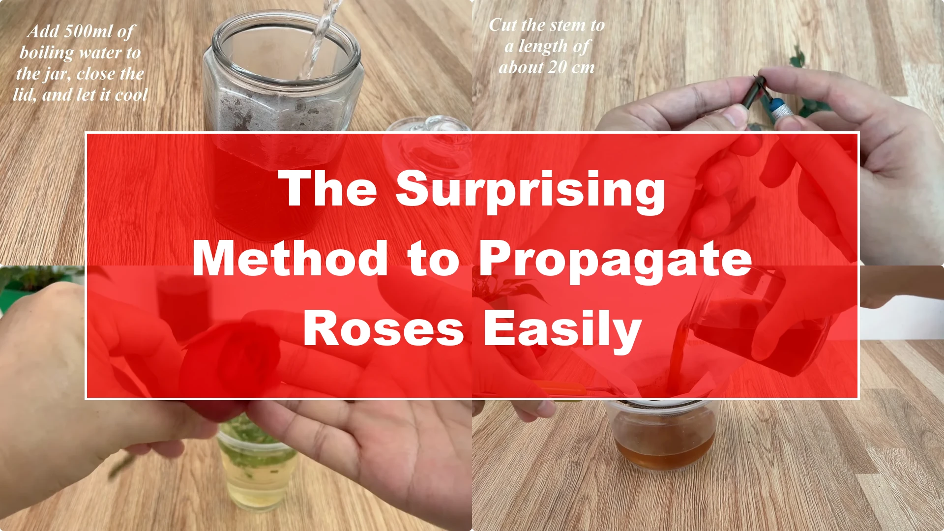 The Surprising Method to Propagate Roses Easily - Featured Image