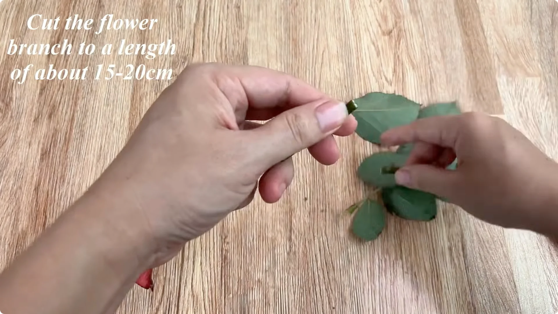 The Surprising Role Lemons Play in Propagating Roses screenshot 1