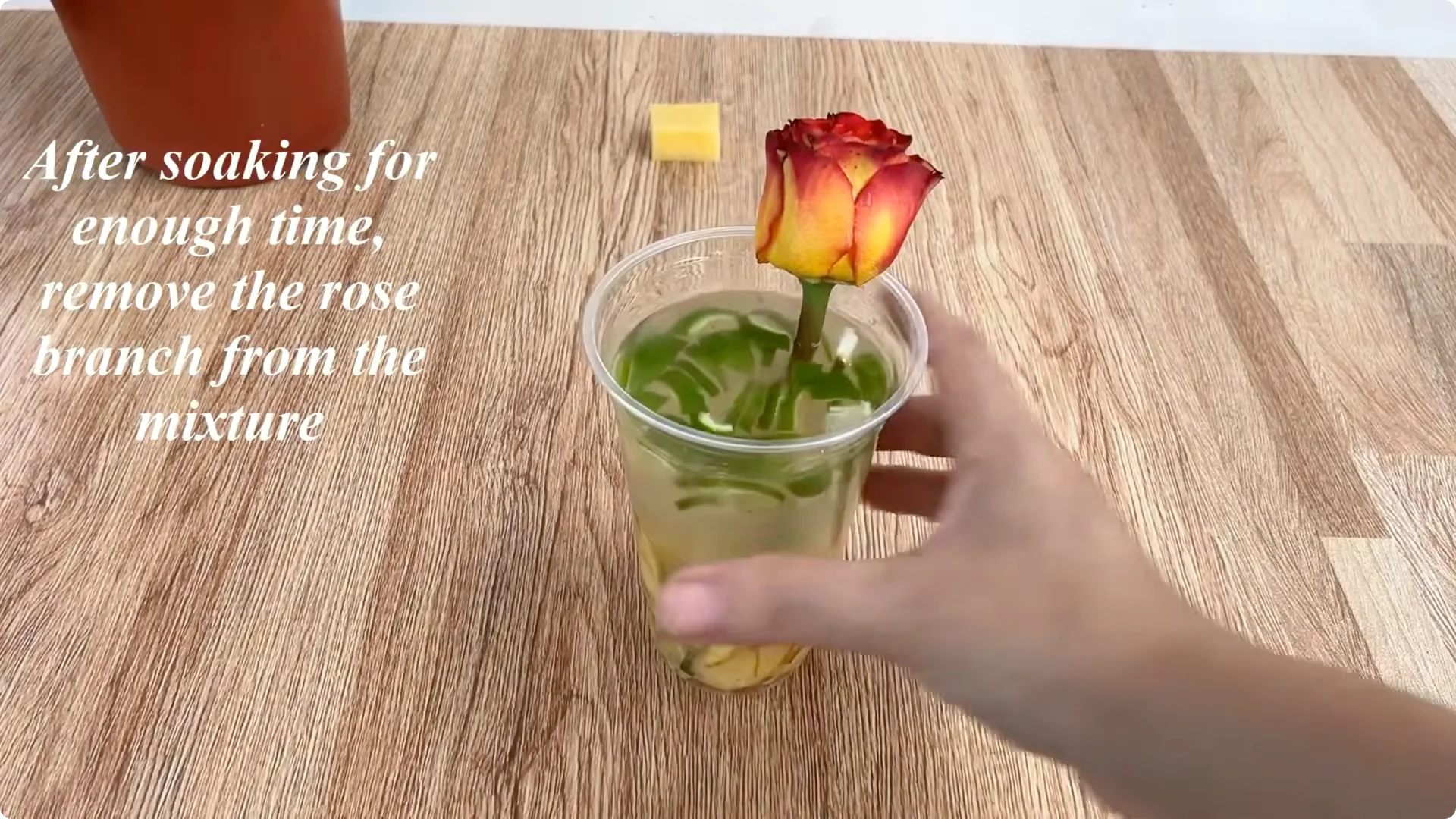 The Surprising Role Lemons Play in Propagating Roses screenshot 4