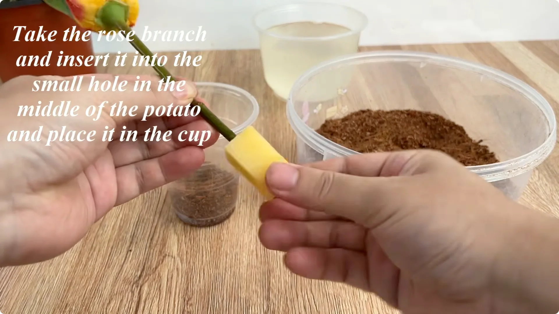 The Surprising Role Lemons Play in Propagating Roses screenshot 5