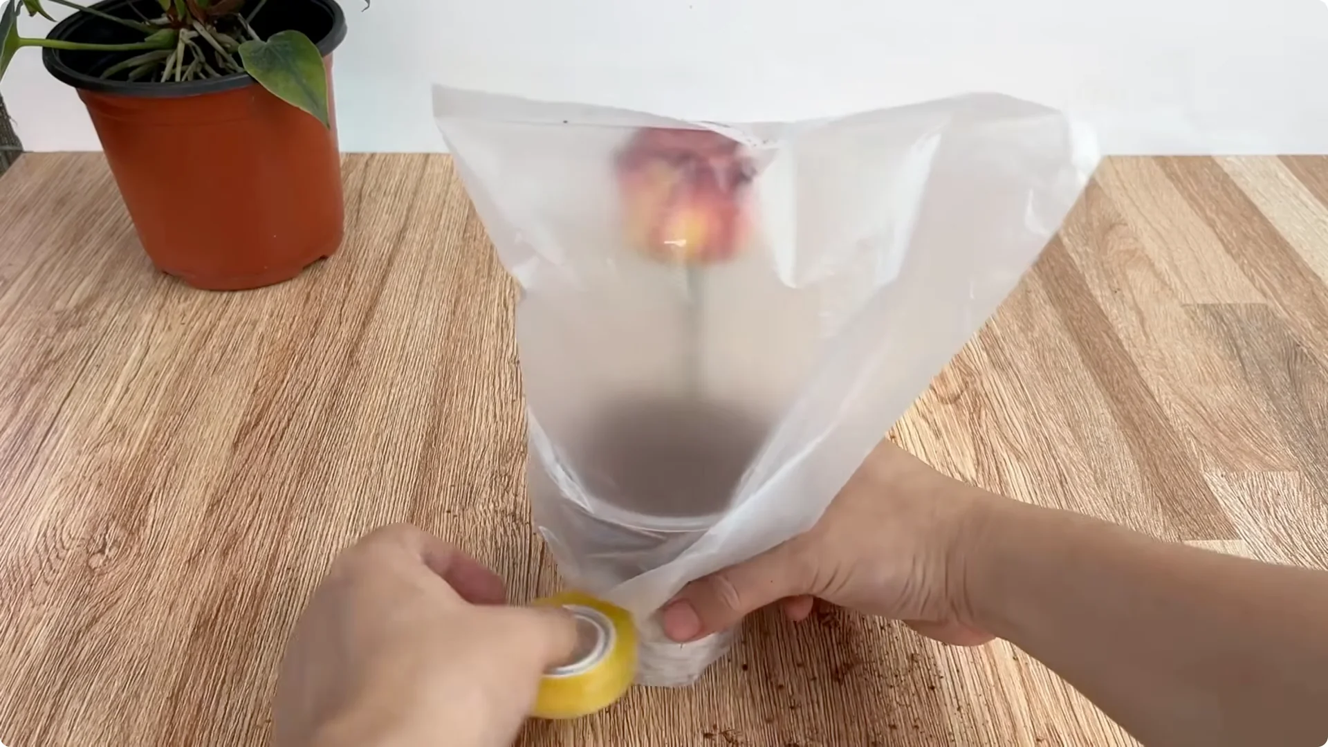 The Surprising Role Lemons Play in Propagating Roses screenshot 6