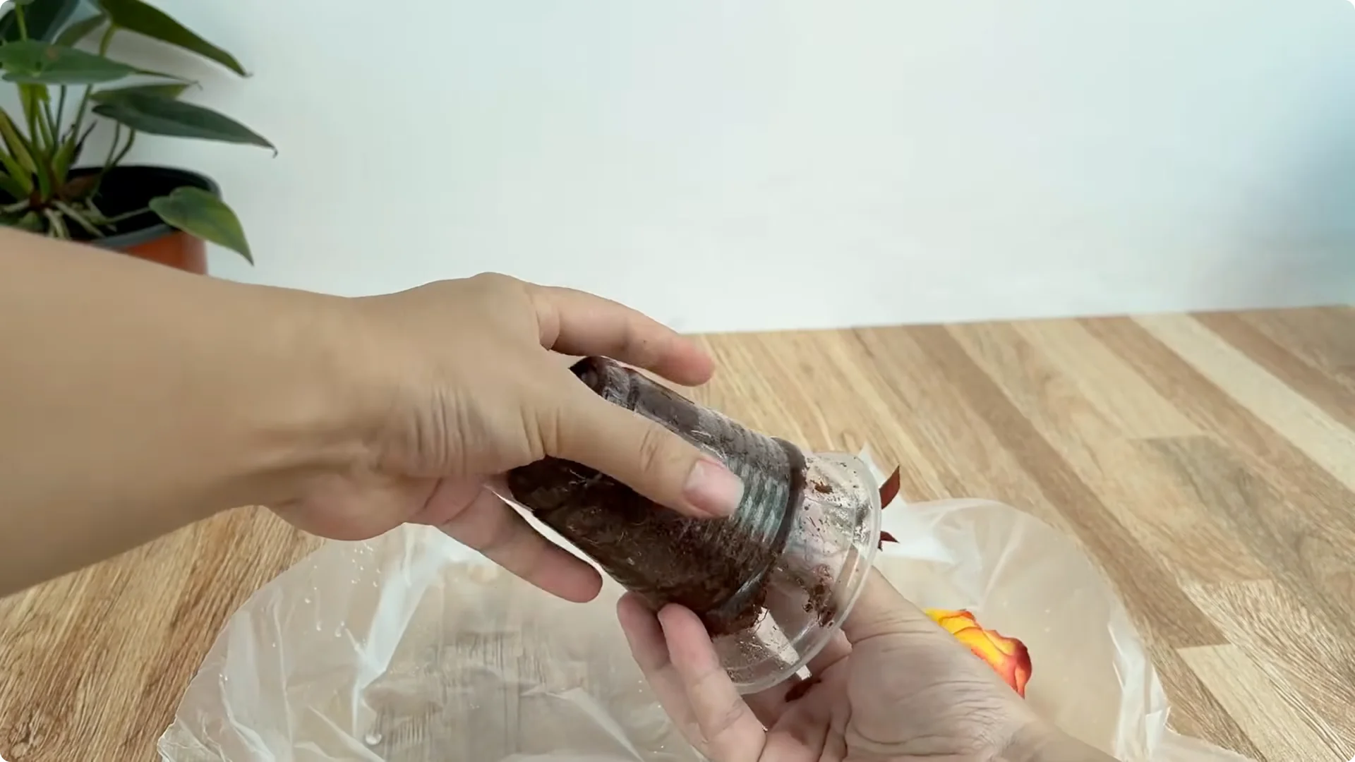 The Surprising Role Lemons Play in Propagating Roses screenshot 7