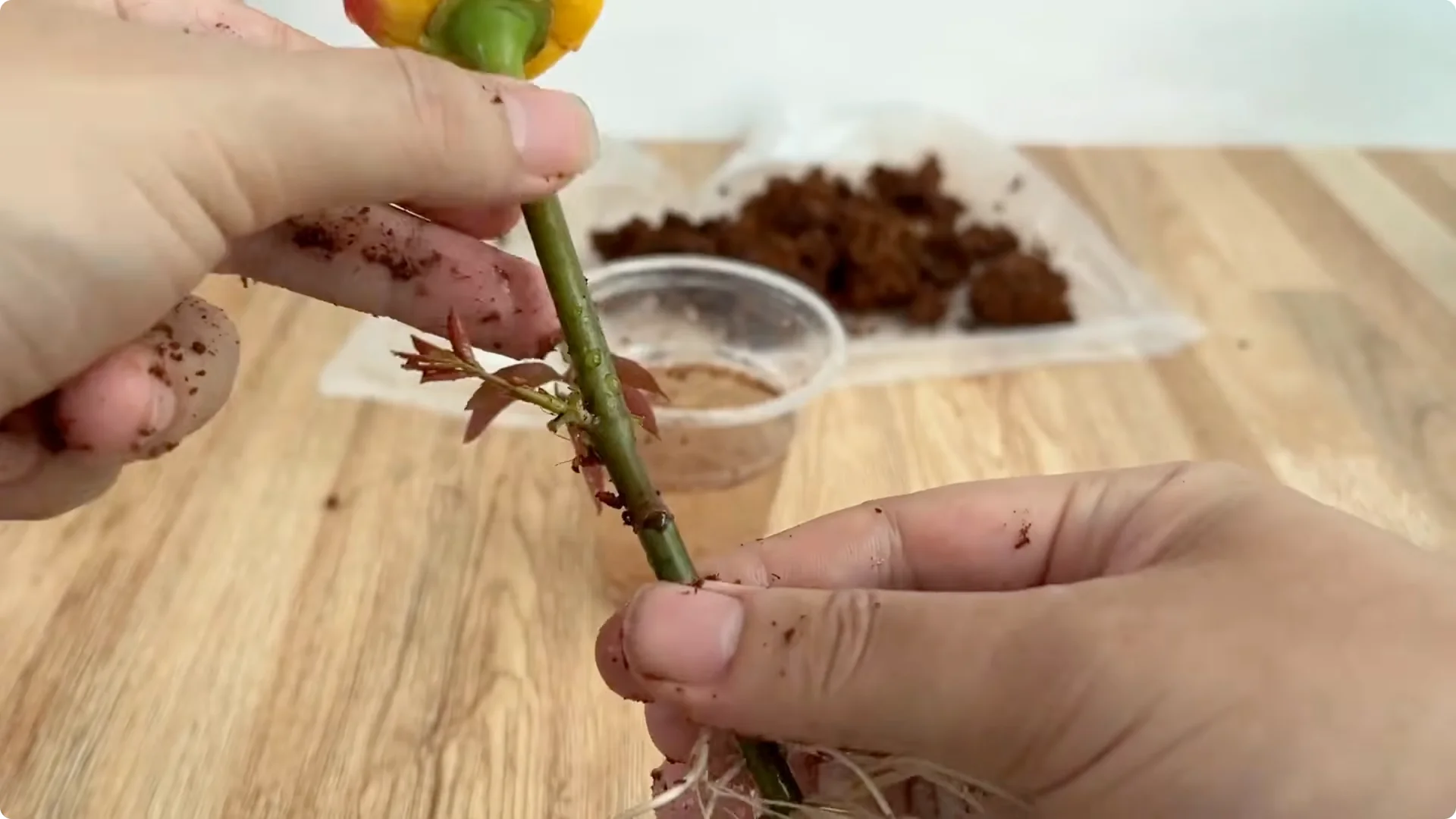 The Surprising Role Lemons Play in Propagating Roses screenshot 8