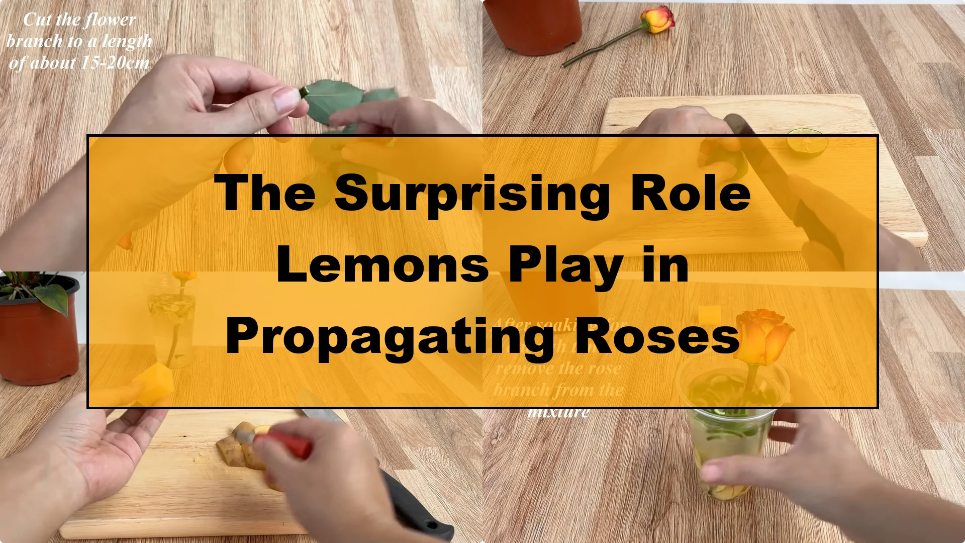 The Surprising Role Lemons Play in Propagating Roses - Featured Image