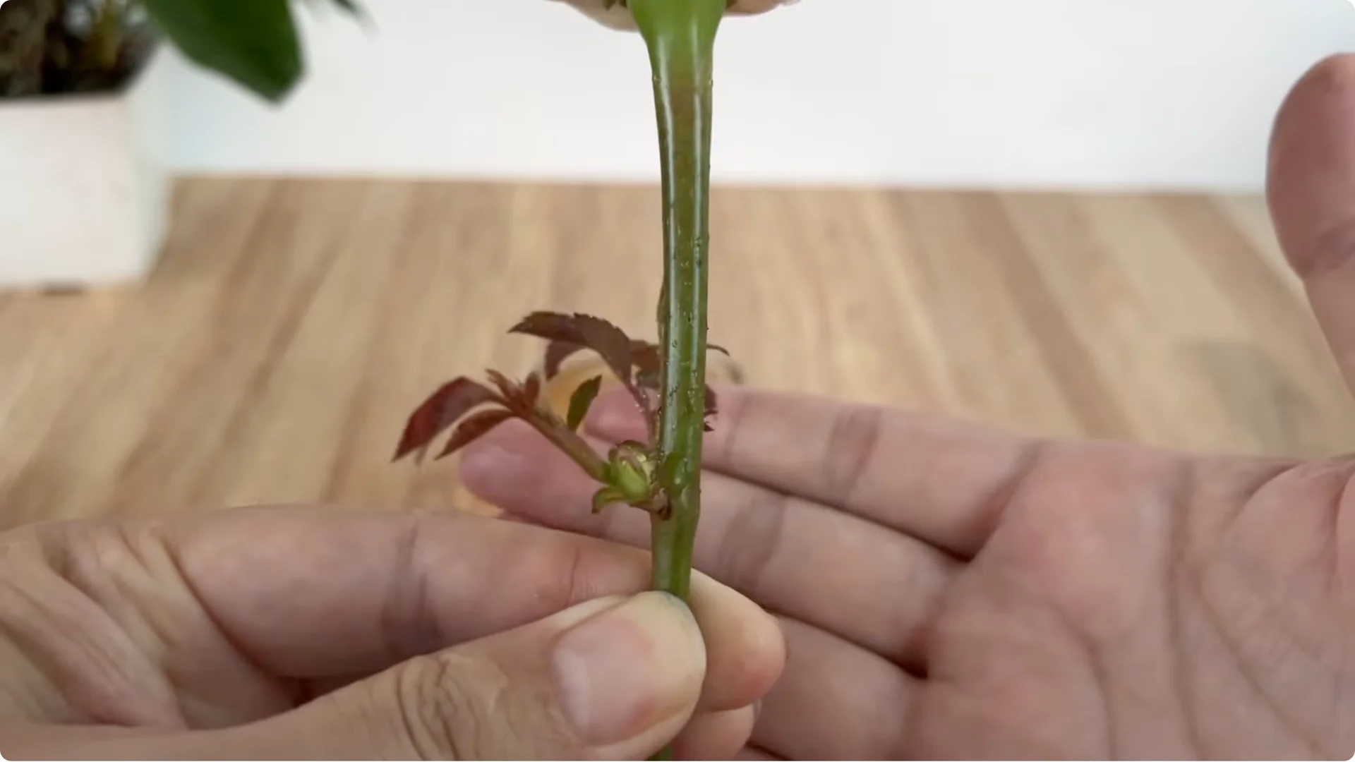 What Happens When You Insert a Rose Branch Into an Onion? screenshot 10
