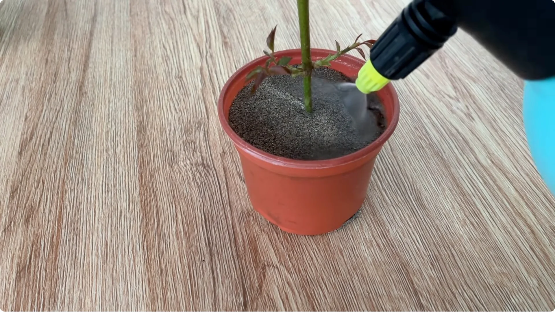 What Happens When You Insert a Rose Branch Into an Onion? screenshot 11