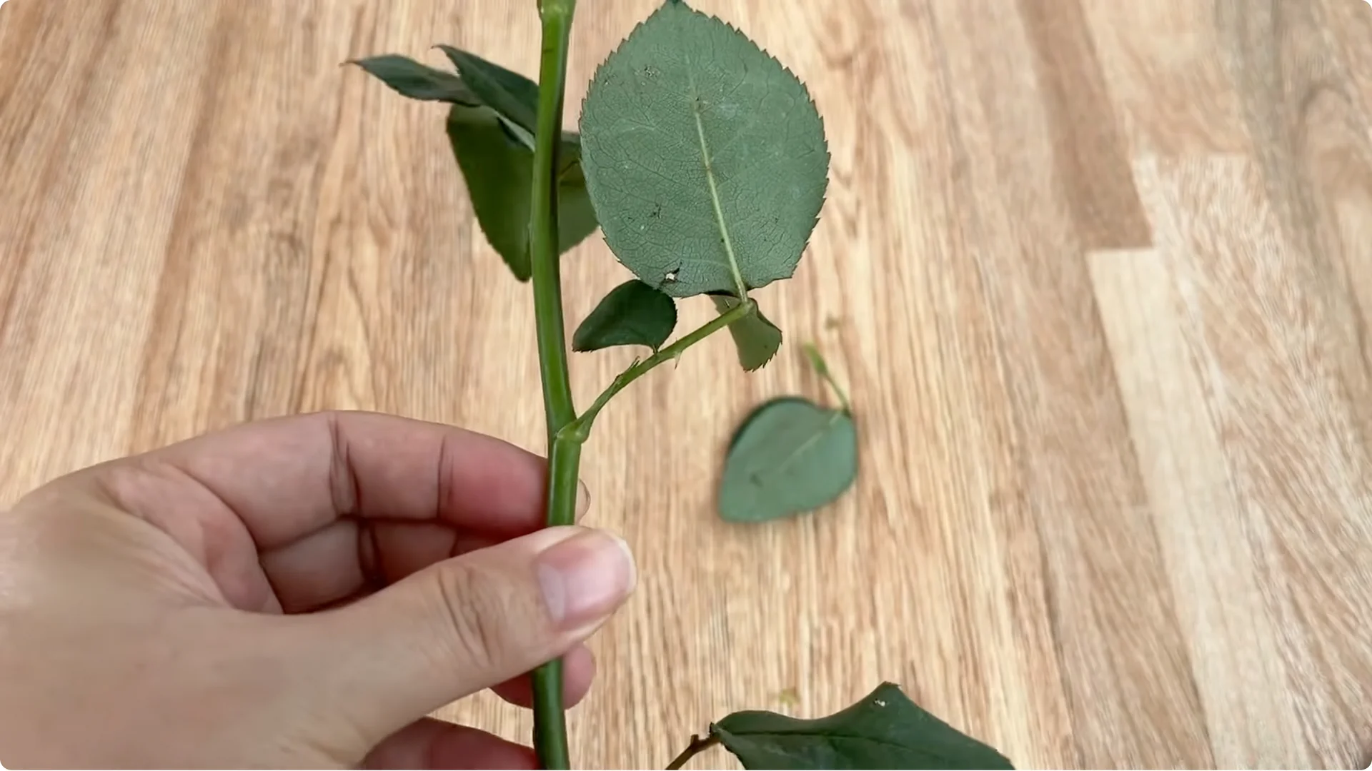 What Happens When You Insert a Rose Branch Into an Onion? screenshot 4