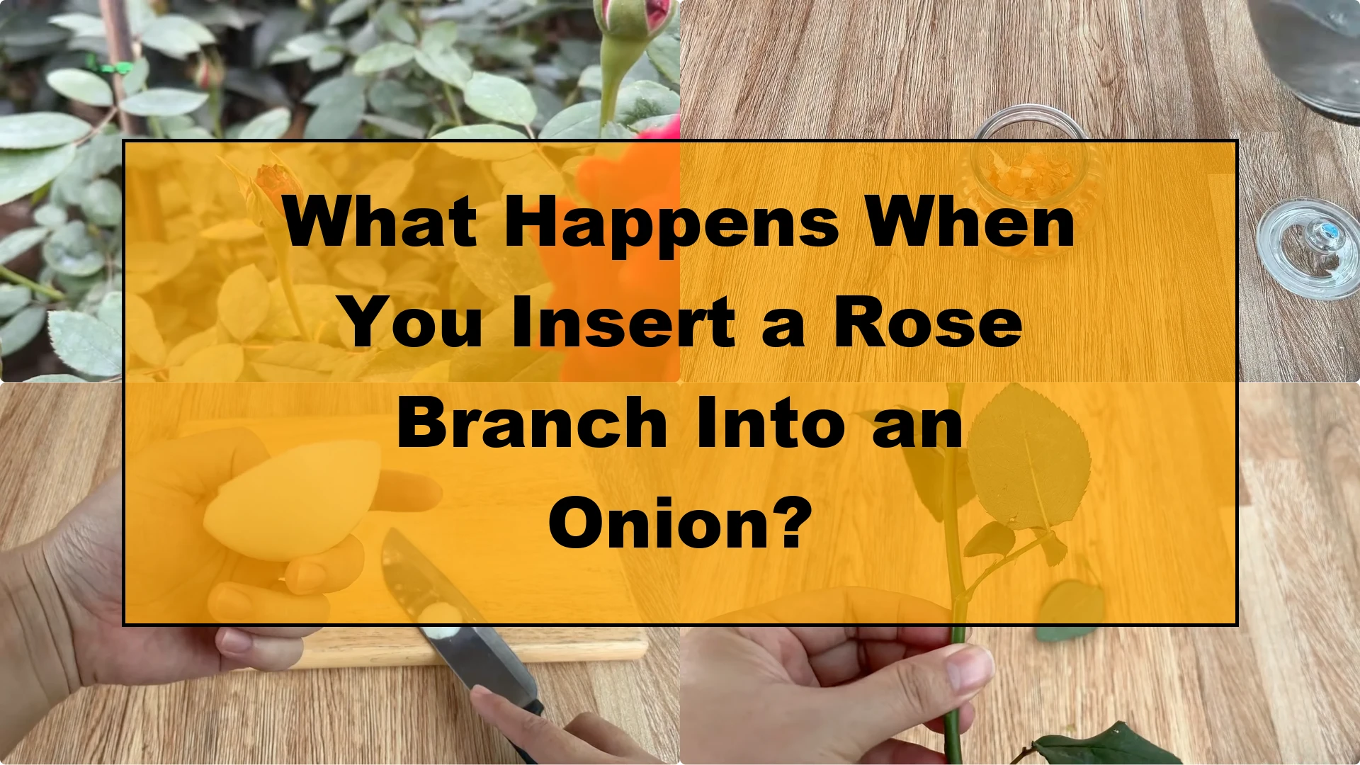 What Happens When You Insert a Rose Branch Into an Onion? - Featured Image