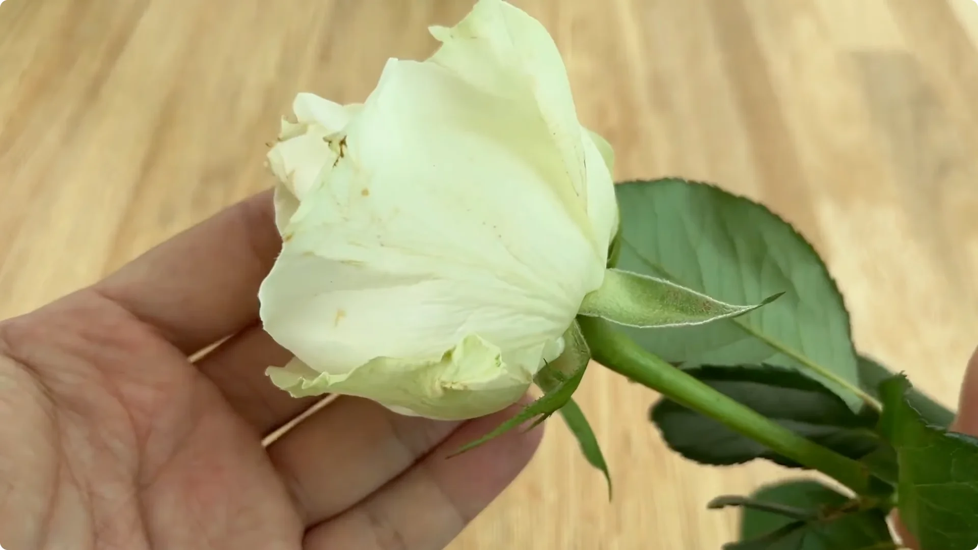 Discover How Easy Rose Propagation Can Really Be screenshot 4