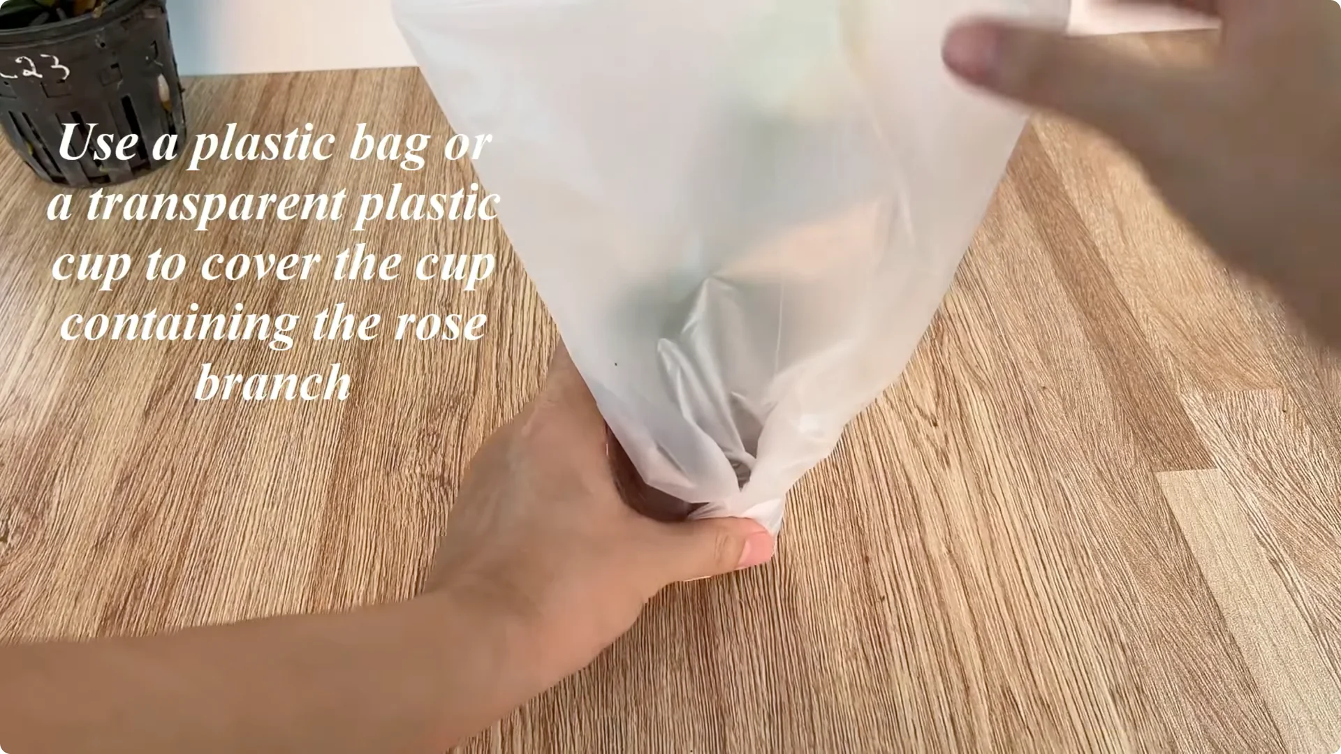 Discover How Easy Rose Propagation Can Really Be screenshot 8