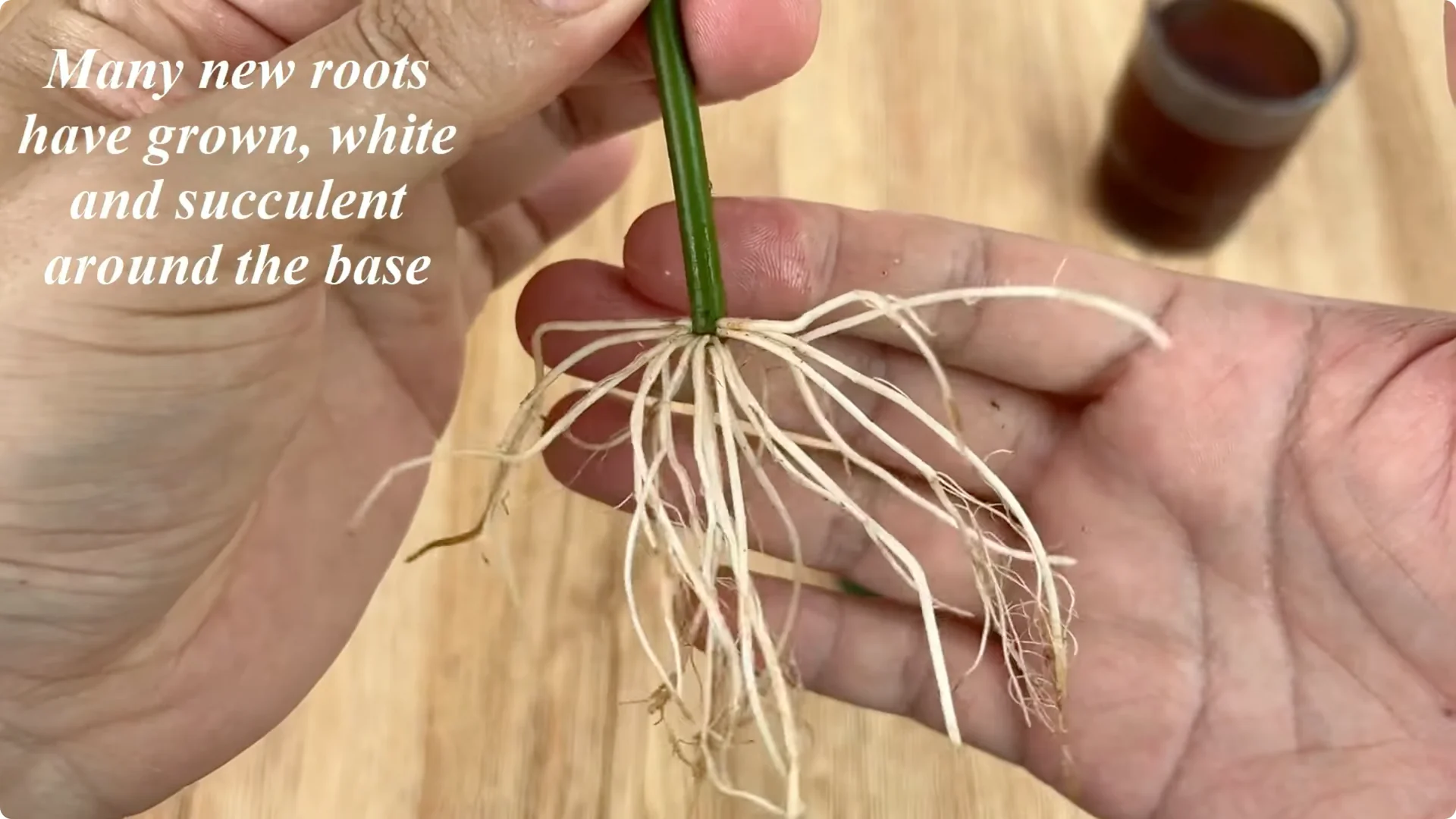 Discover How Easy Rose Propagation Can Really Be screenshot 9