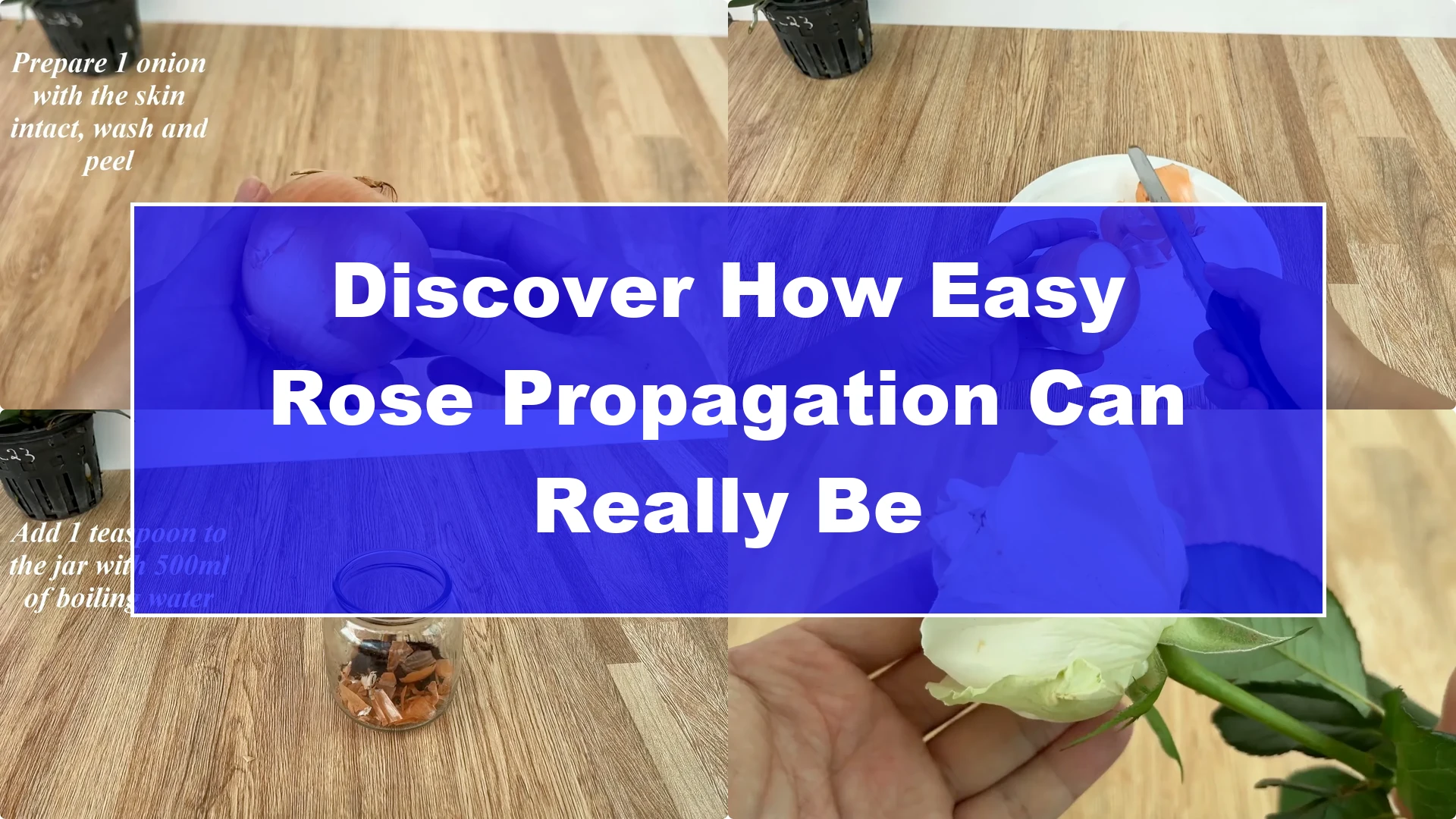 Discover How Easy Rose Propagation Can Really Be - Featured Image