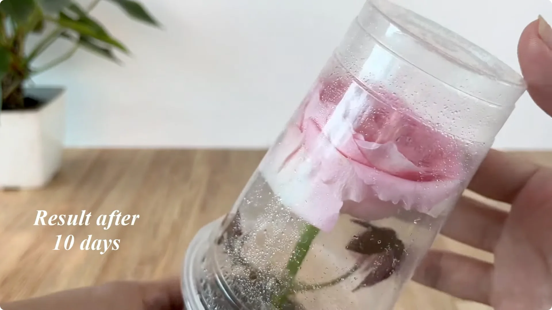 Discover the Little-Known Method to Propagate Roses Easily screenshot 10