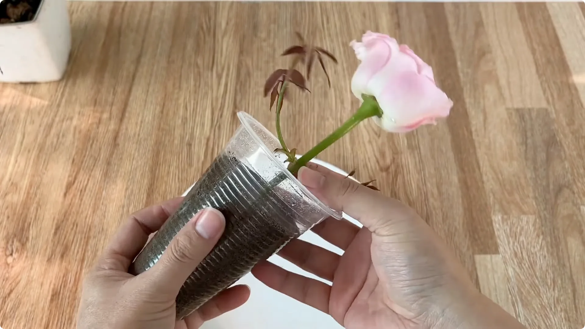 Discover the Little-Known Method to Propagate Roses Easily screenshot 11