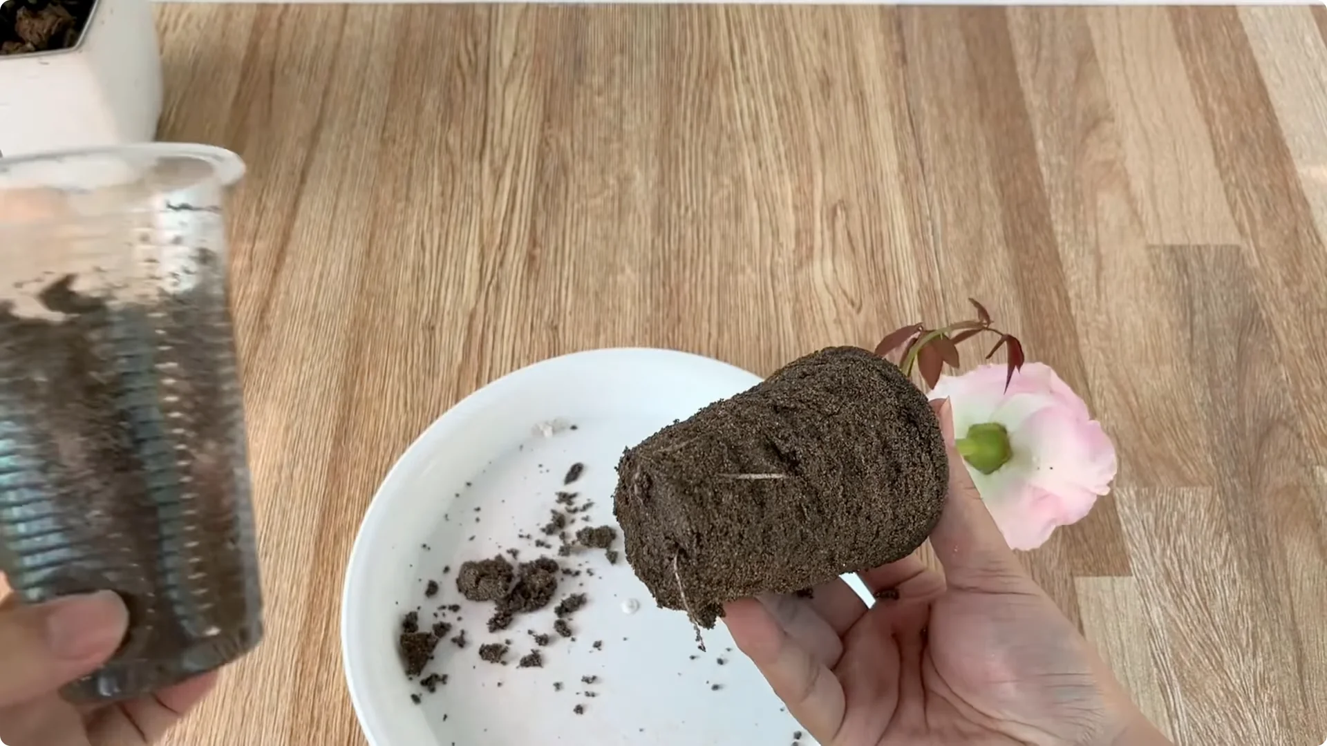 Discover the Little-Known Method to Propagate Roses Easily screenshot 12