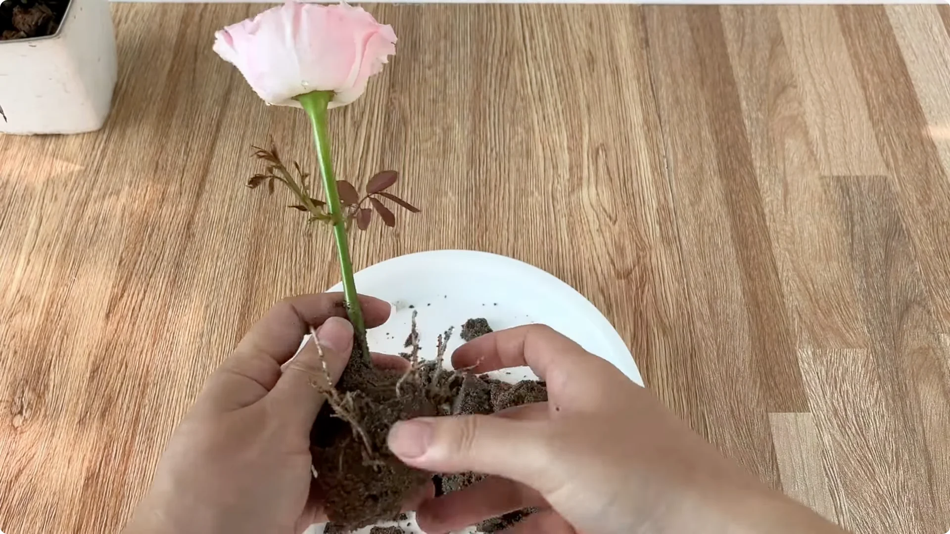 Discover the Little-Known Method to Propagate Roses Easily screenshot 13