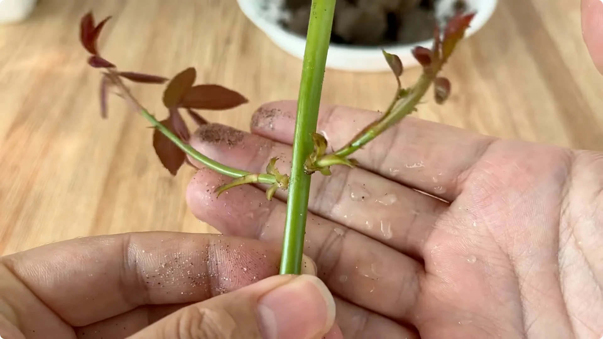 Discover the Little-Known Method to Propagate Roses Easily screenshot 14