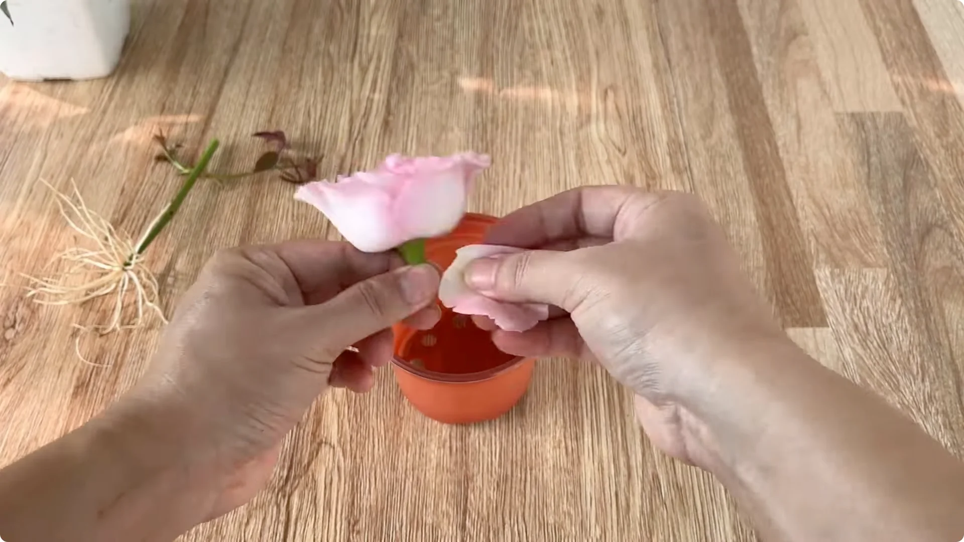 Discover the Little-Known Method to Propagate Roses Easily screenshot 15