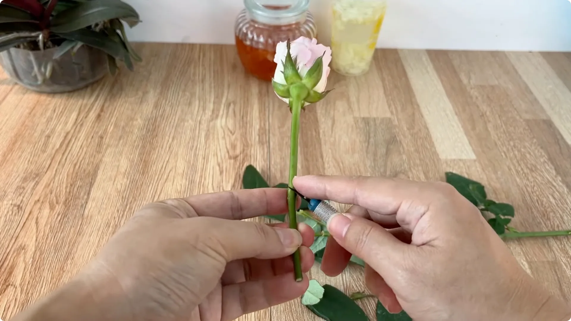 Discover the Little-Known Method to Propagate Roses Easily screenshot 4
