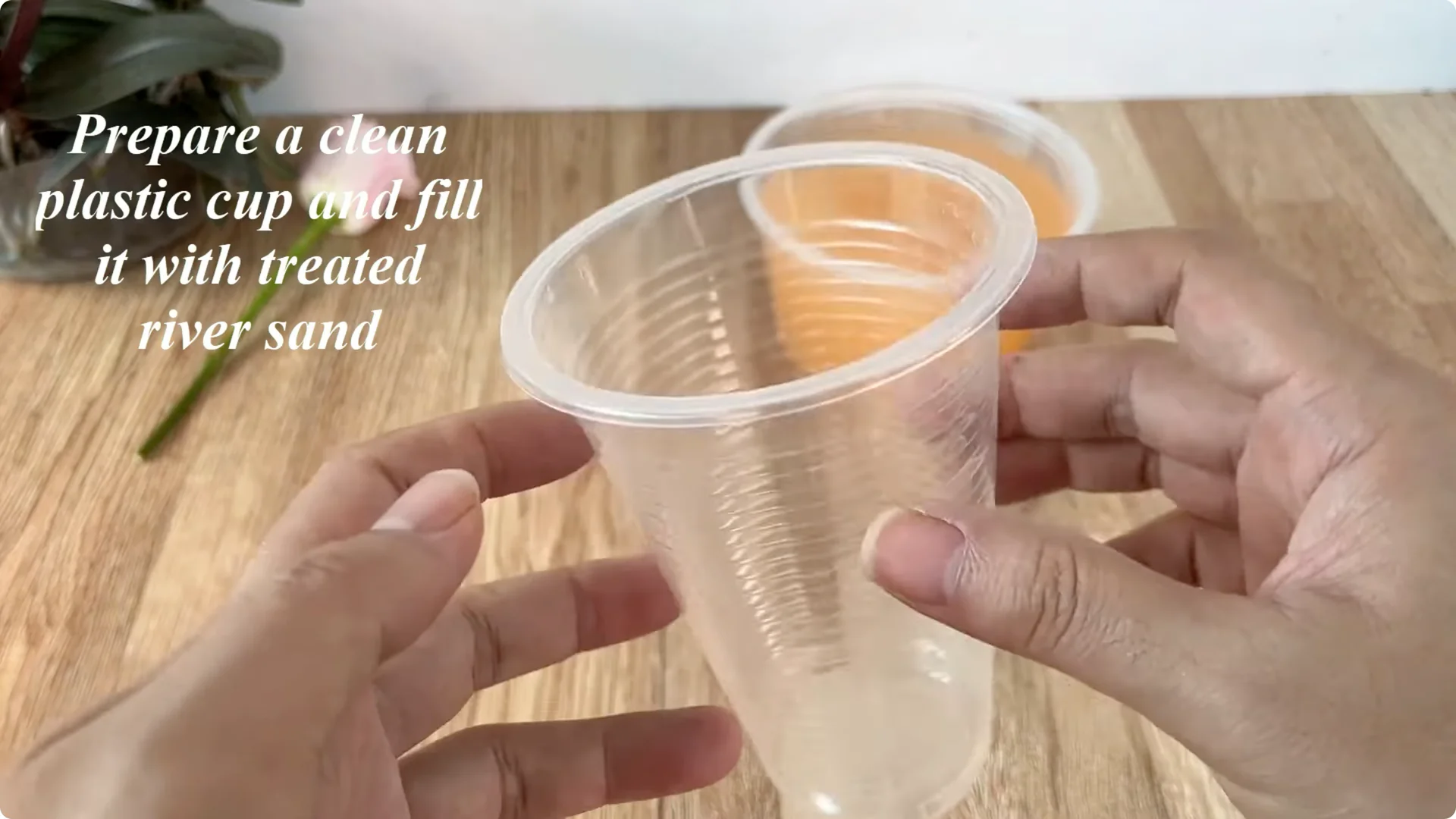 Discover the Little-Known Method to Propagate Roses Easily screenshot 8